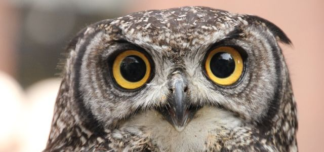 Big owl eyes