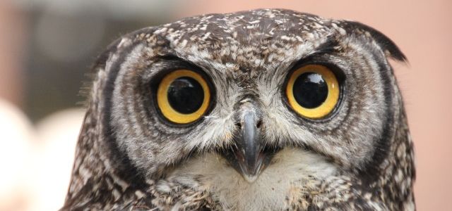 Big Owl Eyes
