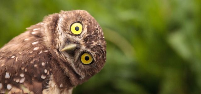 Owl Looking
