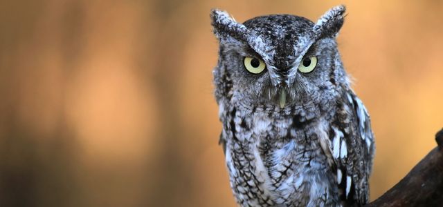 Owl on branch