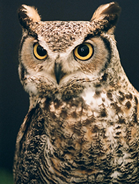 Horned owl